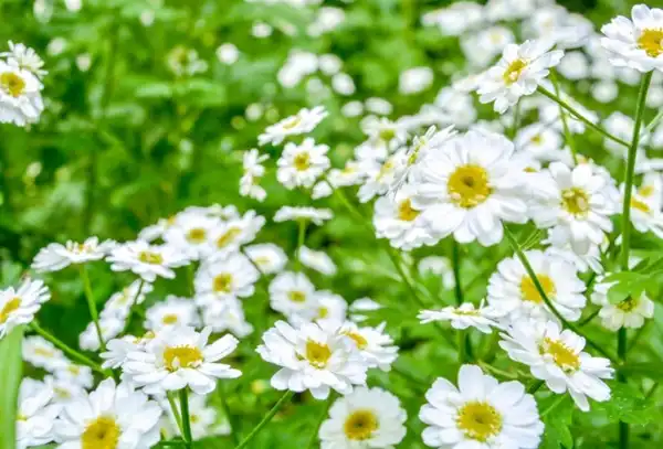 Which pyrethrum extract Certifications Matter Most?